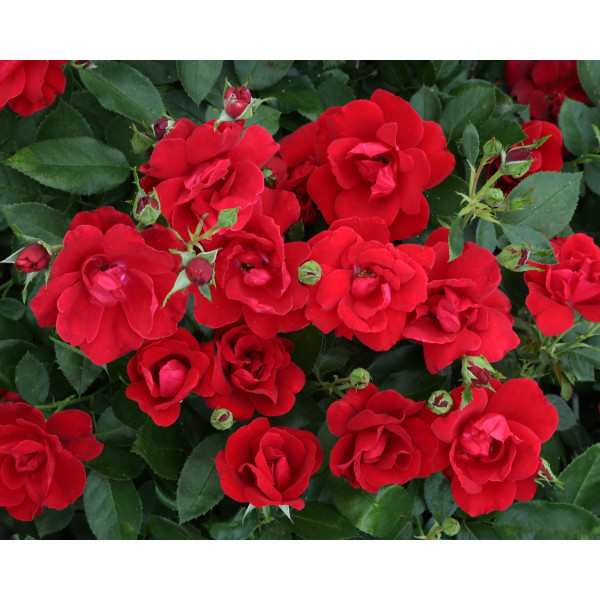 MOULIN ROUGE® Meitraligh